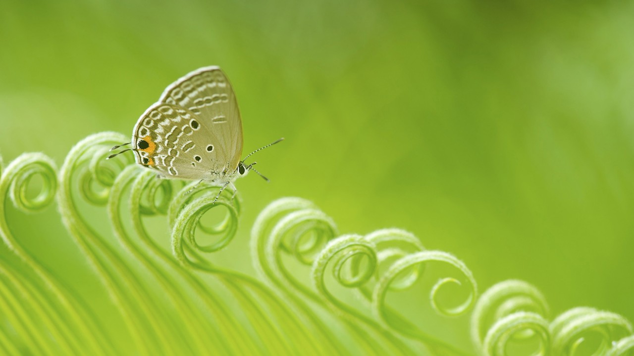 en fjäril i grön omgivning